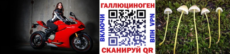 где продают наркотики  Невинномысск  Галлюциногенные грибы Psilocybe 